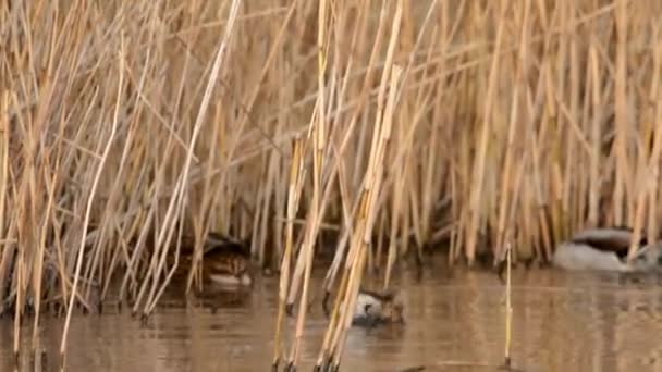 Piccolo Ariete Tachybaptus Ruficollis — Video Stock