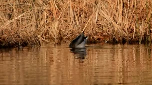 Germano Reale Anatra Anas Platyrhynchos — Video Stock