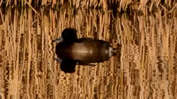 簇绒鸭 Fuligula — 图库视频影像