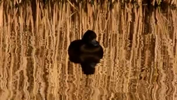 簇绒鸭 Fuligula — 图库视频影像