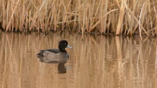 Büschelente Enten Aythya Fuligula — Stockvideo