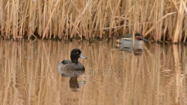 Anatre Anatra Tufted Teal — Video Stock