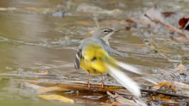 Cinza Wagtail Wagtail Motacilla Cinerea — Vídeo de Stock