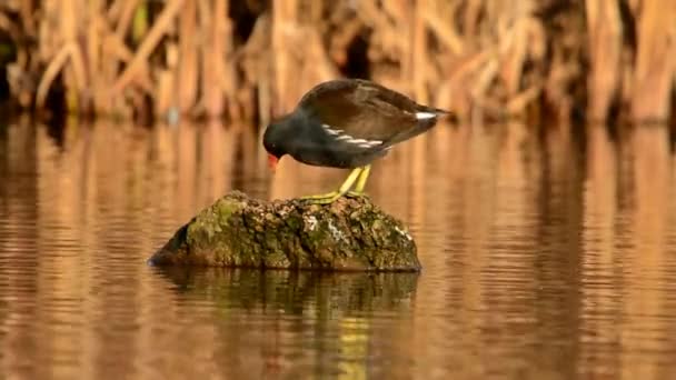 Braunkehlchen Moorhühner Gallinula Chloropus — Stockvideo