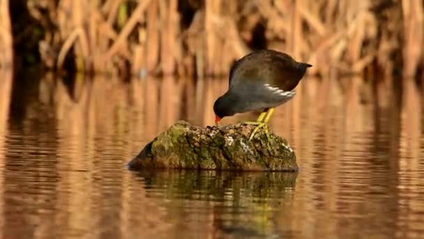 常见的雷鸟 Gallinula Chloropus — 图库视频影像