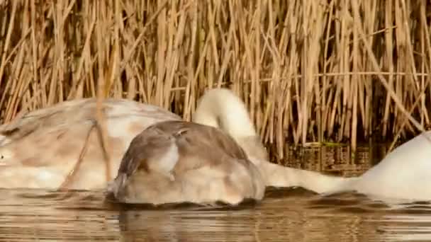 Mute Zwaan Zwanen Cygnus Olor — Stockvideo