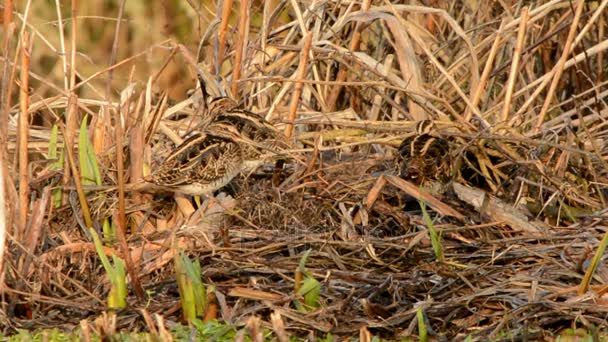 Comum Snipe Snipe Gallinago Gallinago — Vídeo de Stock