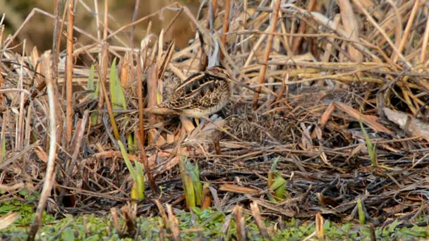 Common Snipe Snipe Gallinago Gallinago — Stock Video