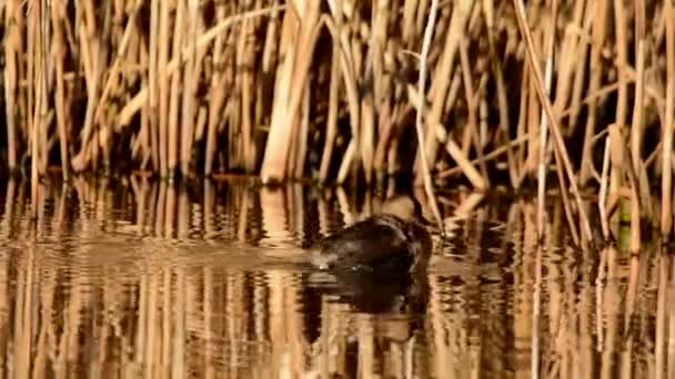 Маленький Сірий Tachybaptus Ruficollis — стокове відео