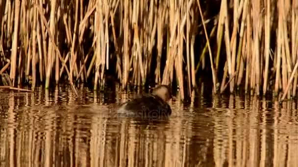 Malý Grebe Tachybaptus Ruficollis — Stock video