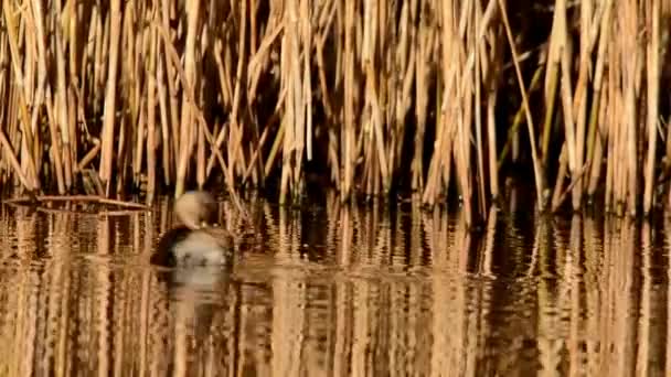 一点油腻 Tachybaptus Ruficollis — 图库视频影像