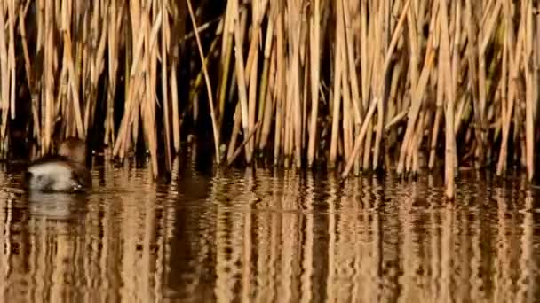 Malý Grebe Tachybaptus Ruficollis — Stock video