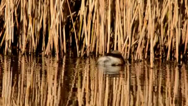 Sedikit Grebe Tachybaptus Ruficollis — Stok Video