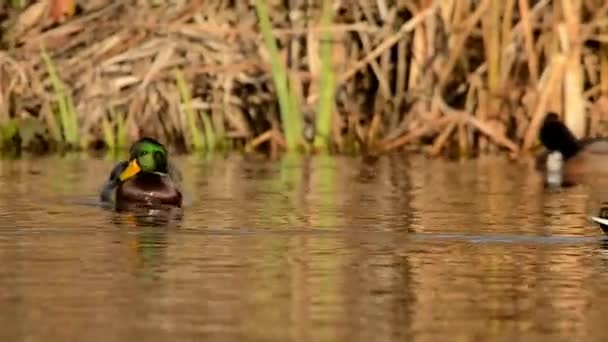 Stockente Ente Anas Platyrhynchos — Stockvideo