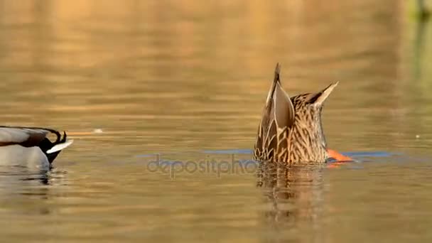 Stockente Ente Anas Platyrhynchos — Stockvideo