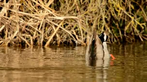 Germano Reale Anatra Anas Platyrhynchos — Video Stock