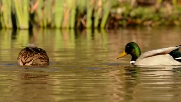 Stockente Ente Anas Platyrhynchos — Stockvideo