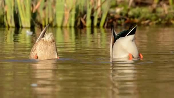 Stockente Ente Anas Platyrhynchos — Stockvideo