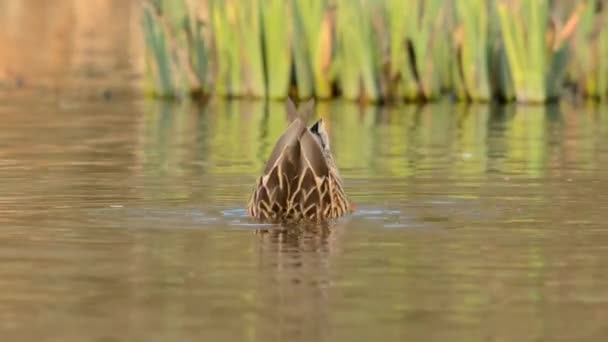 Mallard Pato Anas Platyrhynchos — Vídeo de Stock