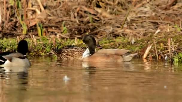 Stockente Ente Anas Platyrhynchos — Stockvideo