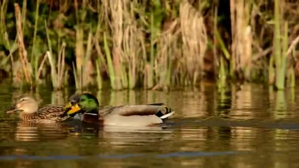 Stockente Ente Anas Platyrhynchos — Stockvideo