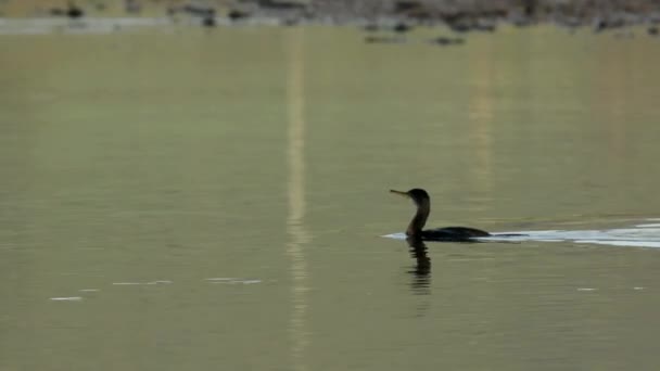 Gran Cormorán Cormorán Phalacrocorax Carbo — Vídeos de Stock