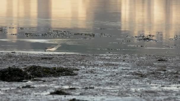 Gemeenschappelijke Groenpootruiter Groenpootruiter Tringa Nebularia — Stockvideo