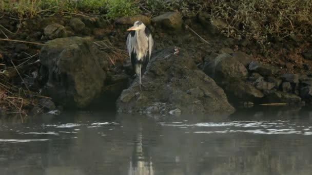 Gri Balıkçıl Ardea Cinerea — Stok video