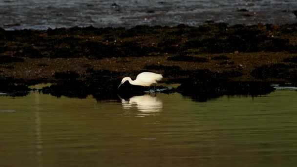 Piccolo Egret Airone Egretta Garzetta — Video Stock