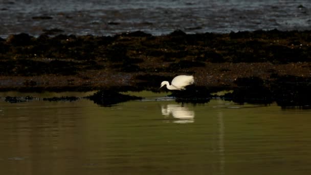 Pequeno Egret Heron Egretta Garzetta — Vídeo de Stock