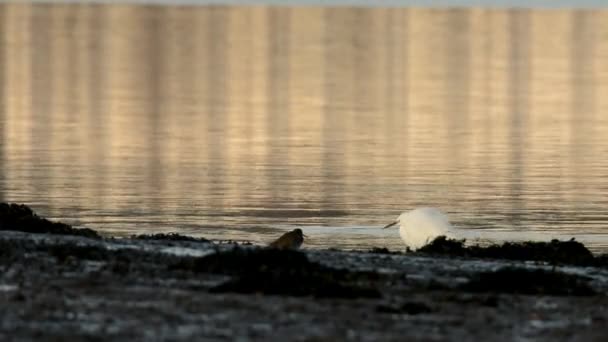 Pequeno Egret Heron Egretta Garzetta — Vídeo de Stock