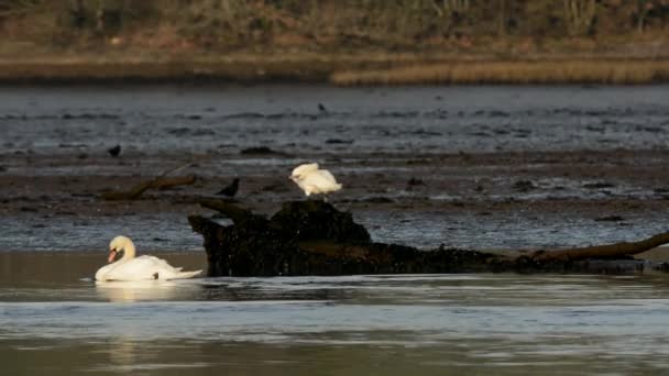 Cygne Muet Cygnes Cygnus Olor — Video