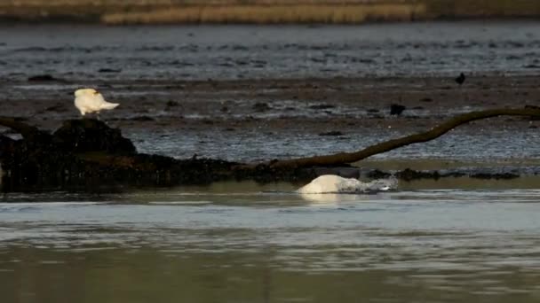 Cisne Mudo Cisnes Cygnus Olor — Vídeo de Stock