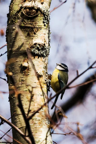 Mavi Baştankara Cyanistes Caeruleus — Stok fotoğraf