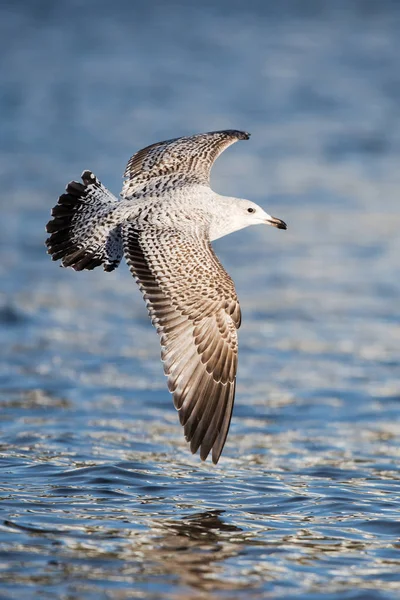 Sill Strömming Havsgös Larus Argentatus — Stockfoto