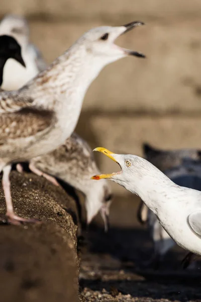 Оселедець Gull Sea Gull Larus Argentatus — стокове фото