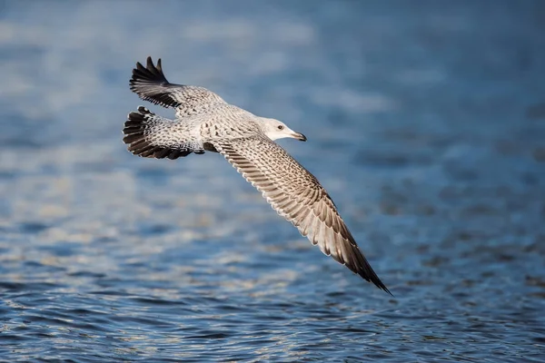 Arenque Gaivota Gaivota Larus Argentatus — Fotografia de Stock