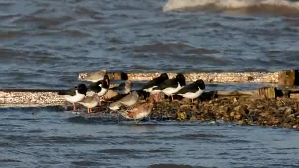 Wigeon Oystercatcher Plover — Stock Video