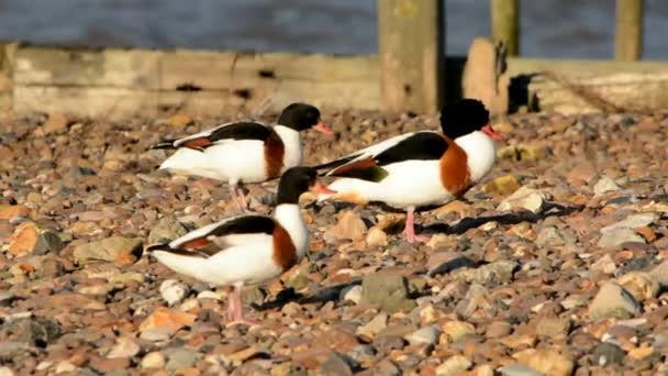 Shelduck Shelduck Comum Tadorna Tadorna — Vídeo de Stock