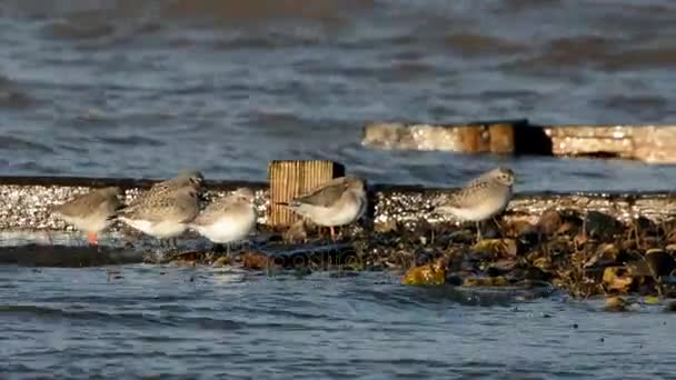 Grå Strandpipare Och Fläckig Rödbena Rödbena — Stockvideo