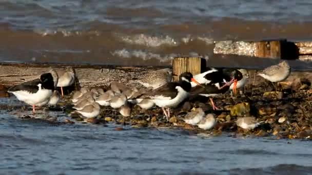 Scholekster Zilverplevier Bonte Strandloper — Stockvideo