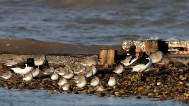 Scholekster Zilverplevier Bonte Strandloper — Stockvideo