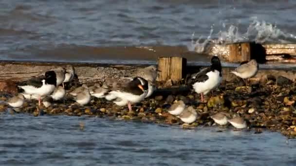 Eurasiático Oystercatcher Grey Plover Dunlin — Vídeo de Stock