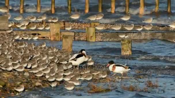 Canard Colvert Canard Colvert Dunlin — Video