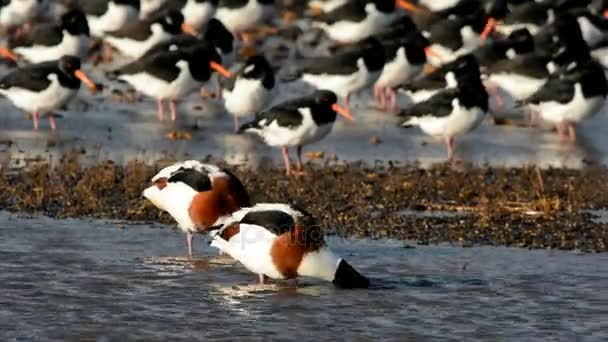 Comuns Shelduck Oystercatchers — Vídeo de Stock