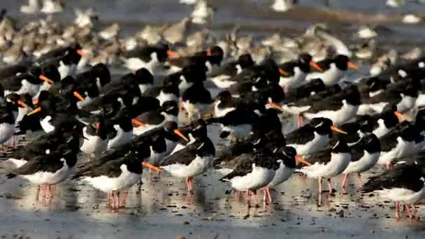 Eurázsiai Osztrigafogó Haematopus Ostralegus — Stock videók