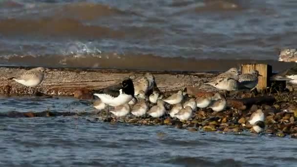 Eurasiático Oystercatcher Grey Plover Dunlin — Vídeo de Stock