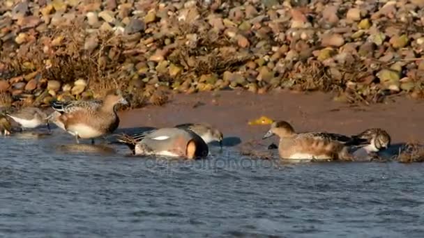 Wigeon Eurasiático Wigeon Duck Anas Penelope — Vídeo de stock