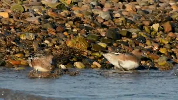 Wigeon Eurasien Wigeon Canard Pénélope Anas — Video