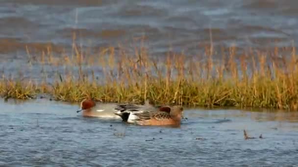 Eurasian Wigeon Wigeon Duck Anas Penelope — Stock Video